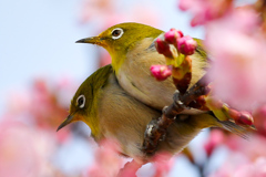 河津桜とメジロ夫婦