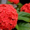 紅