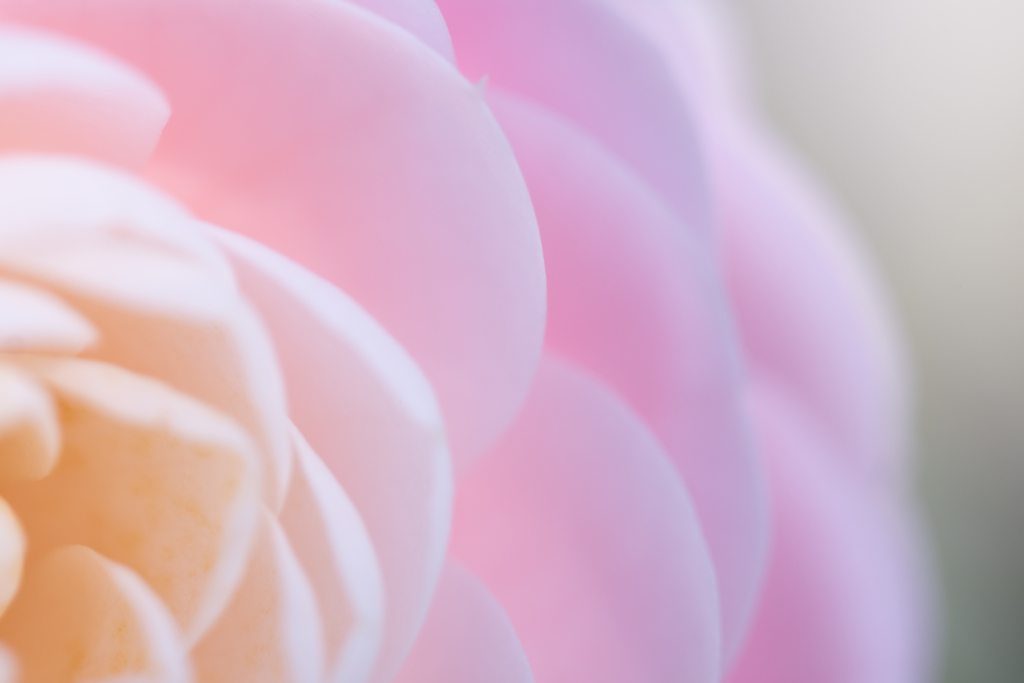 桜チョコレート