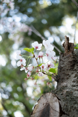 キラキラ桜