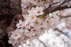 連なる桜