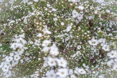 春雪のように