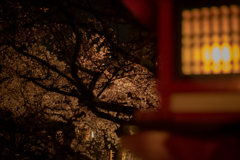 桜桜