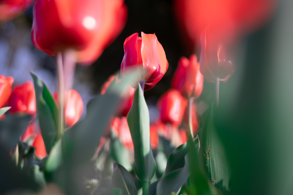 花の王様