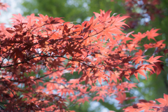 春の紅葉？