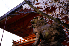 見上げる獅子