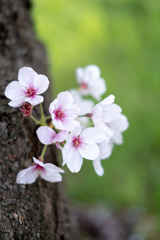 桜の盆栽