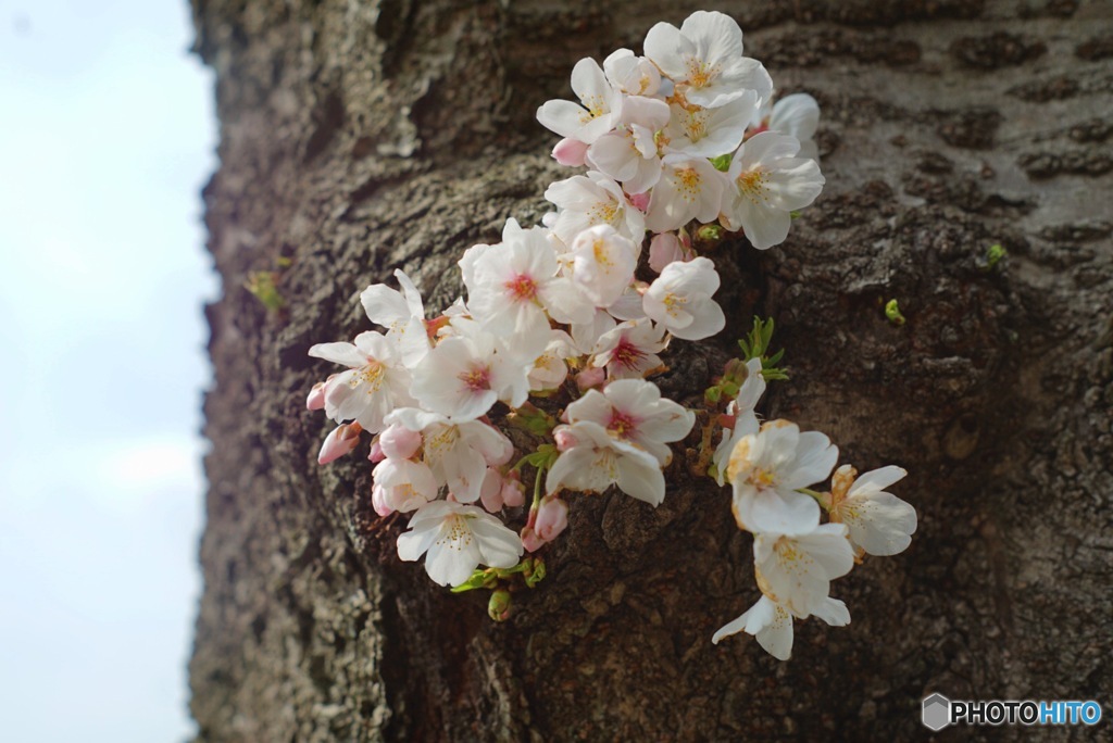 桜みっけ