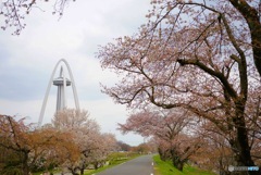 桜とタワー