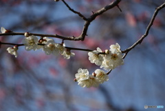 花ってみんな撮ってるから個性出すの難しいですね