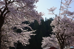 桜