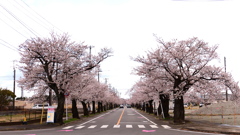 富岡町　夜の森桜並木