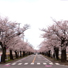 富岡町　夜の森桜並木