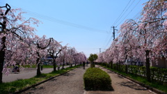 日中線しだれ桜並木
