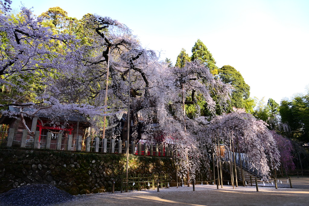 樹齢500年以上シダレザクラ いわき市小川諏訪神社 By Bluetail K Id 写真共有サイト Photohito