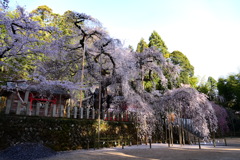 樹齢500年以上シダレザクラ・いわき市小川諏訪神社