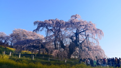 三春の滝桜