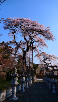 富岡町　宝泉寺２