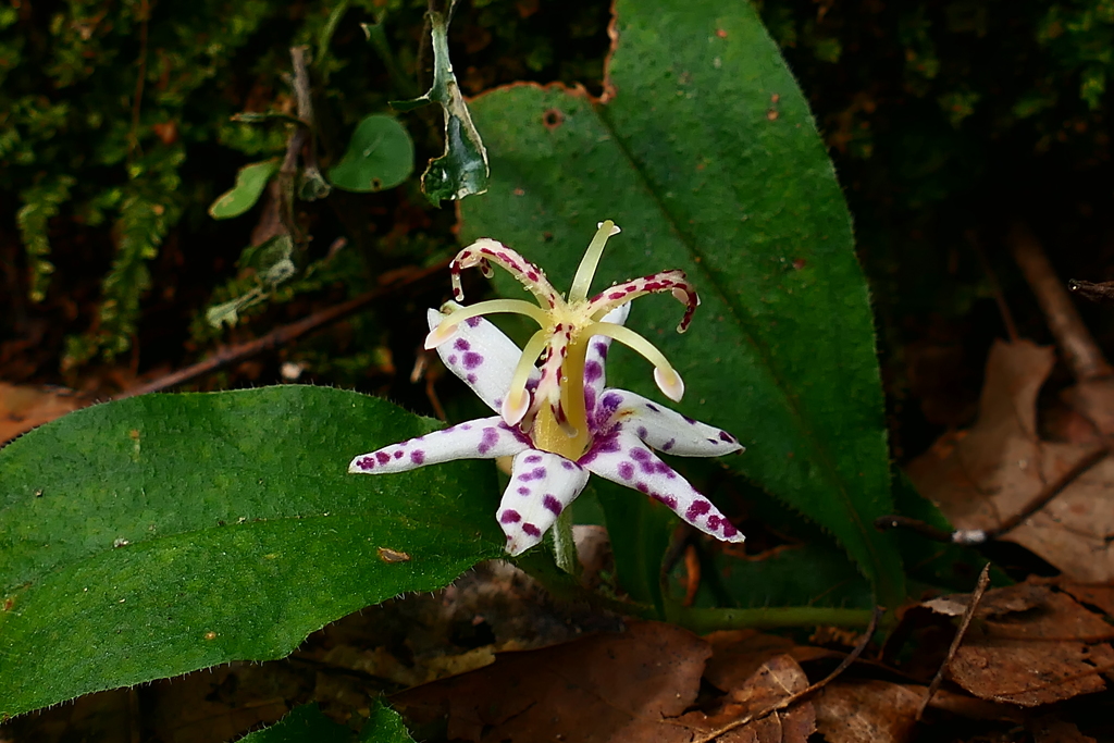 ヤマジノホトトギス