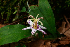 ヤマジノホトトギス