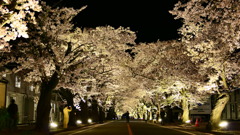夜の森桜並木