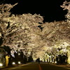 夜の森桜並木
