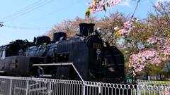 日中線しだれ桜並木SL