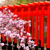 髙山稲荷神社１