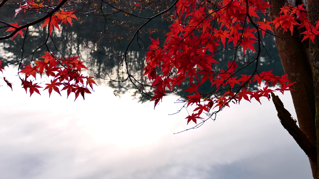 紅葉