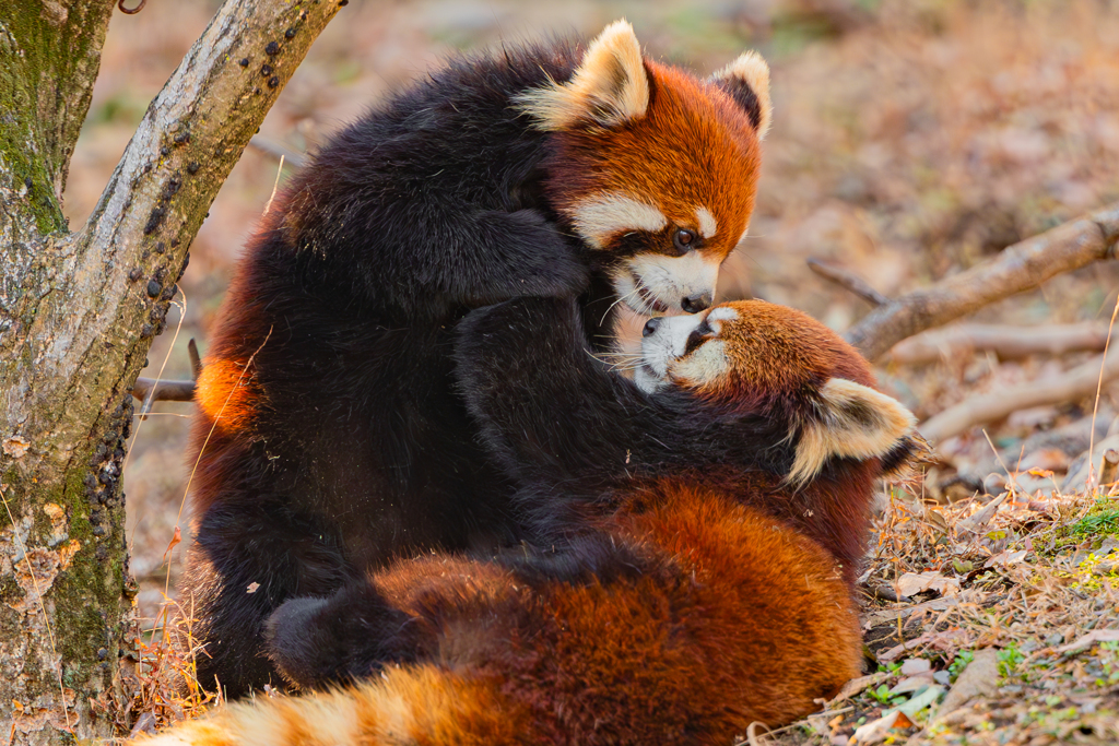動物園の人気者　９２
