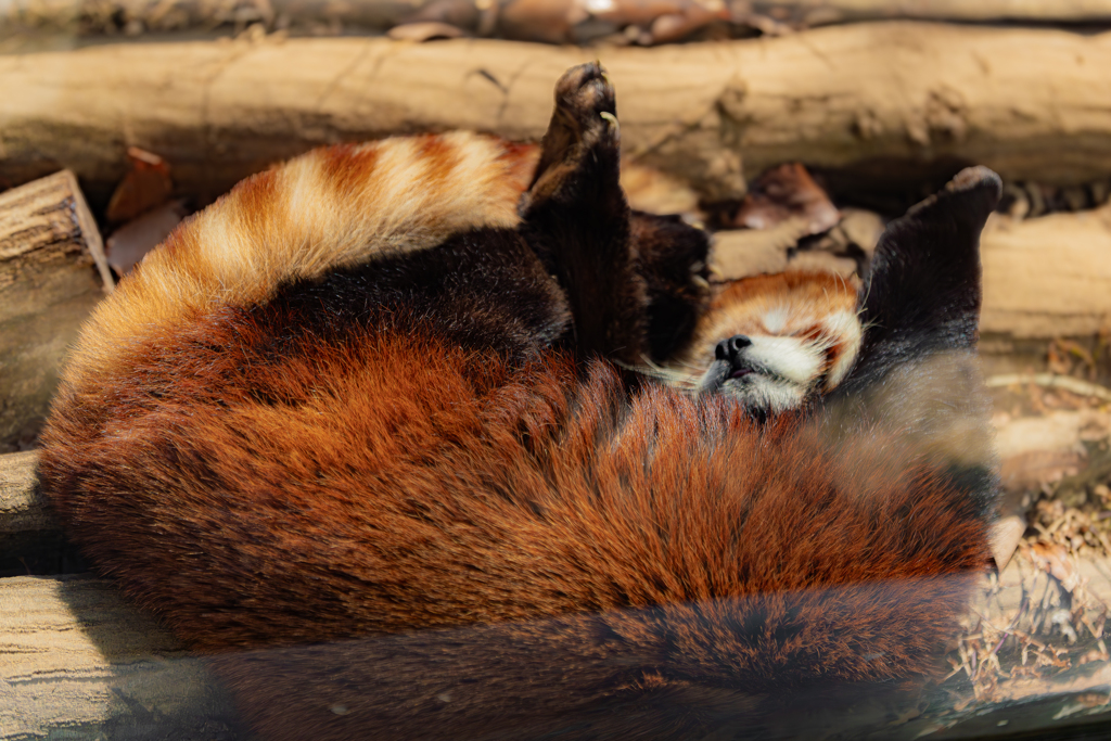 動物園の人気者　９１