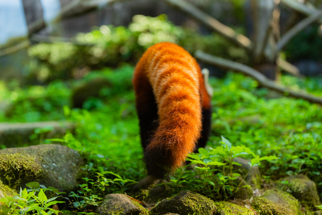 動物園の人気者　その２３