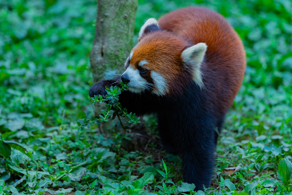 動物園の人気者　その３０