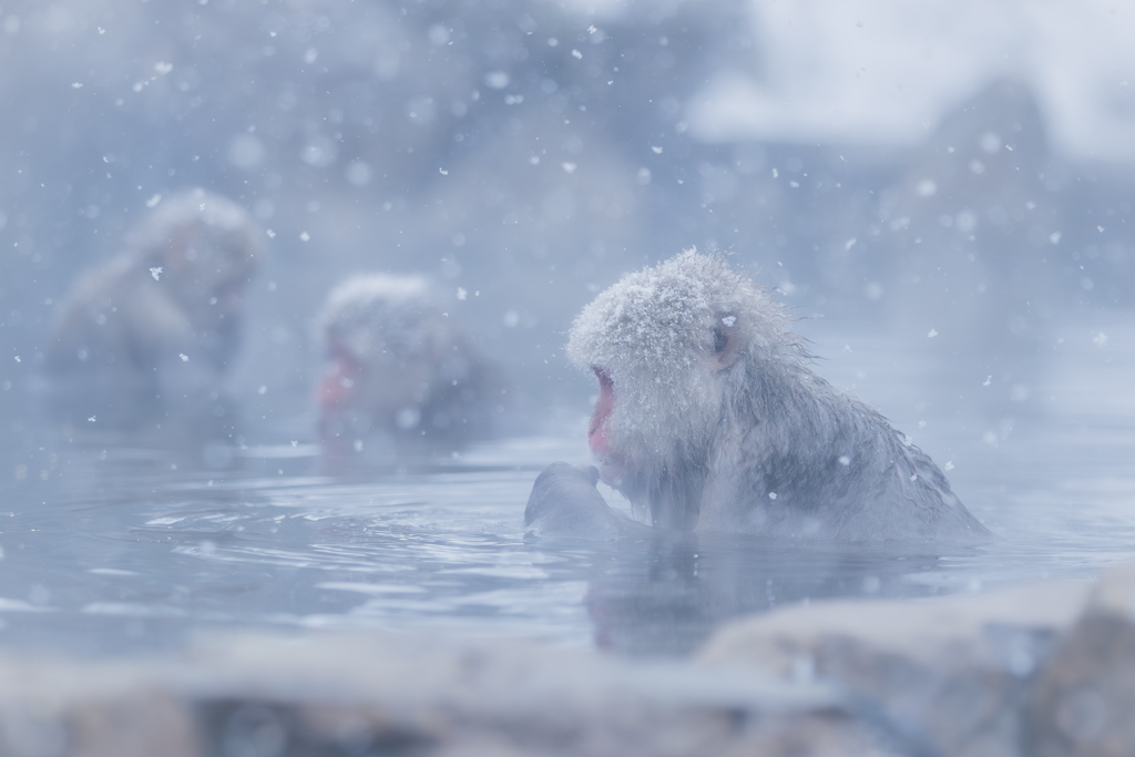 Snow Monkey