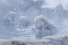 Snow Monkey