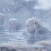 Snow Monkey
