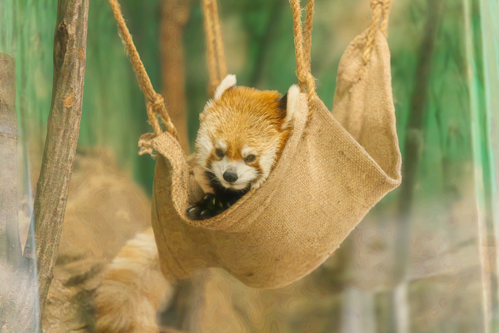 動物園の人気者　８７