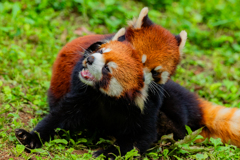 動物園の人気者　その４４