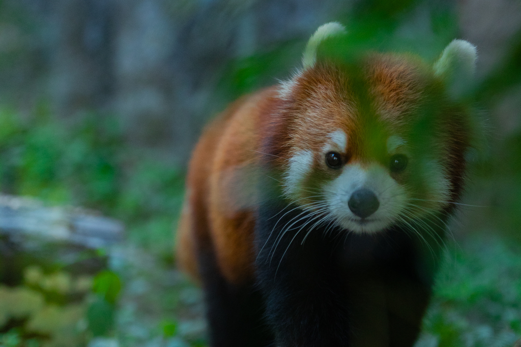 動物園の人気者　その３４