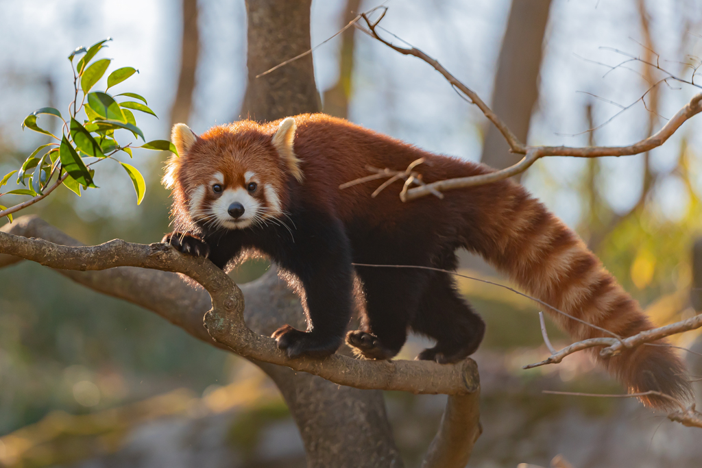 レッサーパンダは人気者　その１