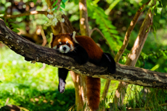 動物園の人気者　その４８