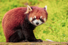 動物園の人気者　１１７