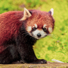 動物園の人気者　１１７