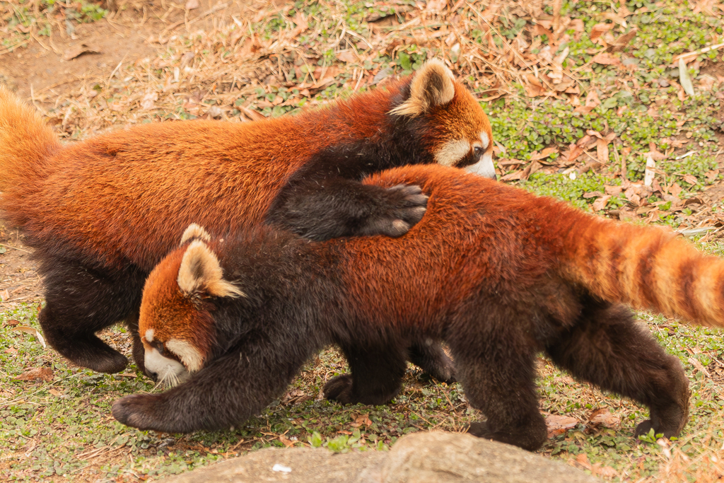 動物園の人気者　１０９