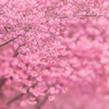 桜色のキャンパス
