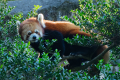 動物園の人気者　その４１