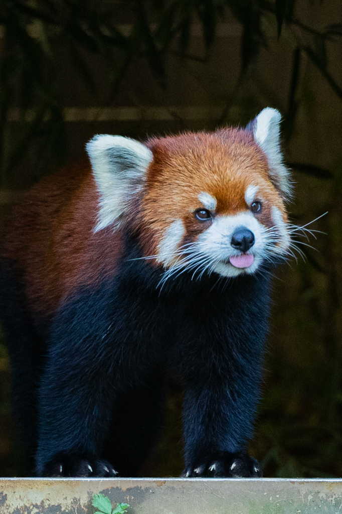 動物園の人気者　その１６