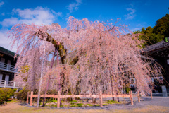 寺外れの枝垂れ桜