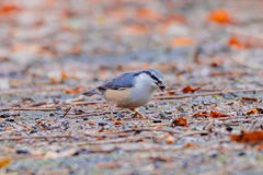 小さなハンター