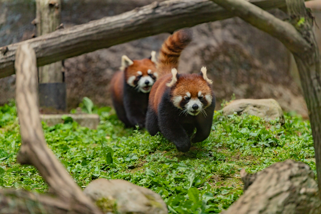 動物園の人気者　その６